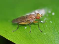 Tetanocera ferruginea